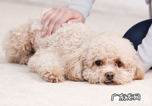 如何预防小狗叫个不停危害别人