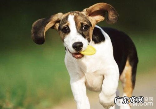 训练狗狗不能马马虎虎