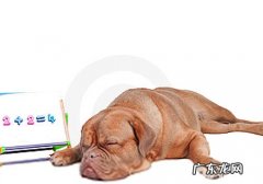 怎样训练狗狗算数