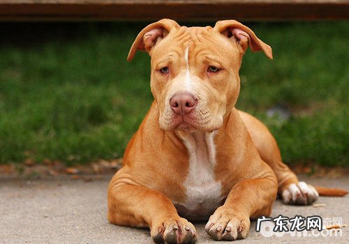 如何训练比特犬的力量