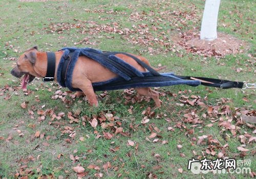 如何训练比特犬的力量