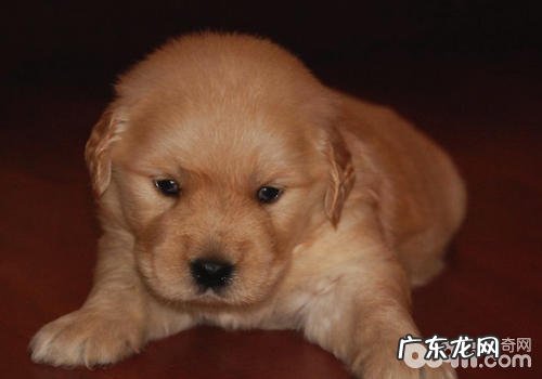 金毛训练，最贵金毛是如何养成的