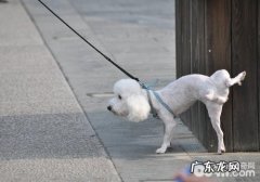 怎样训练狗狗定点排尿