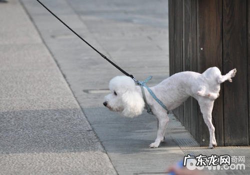 怎样训练狗狗定点排尿