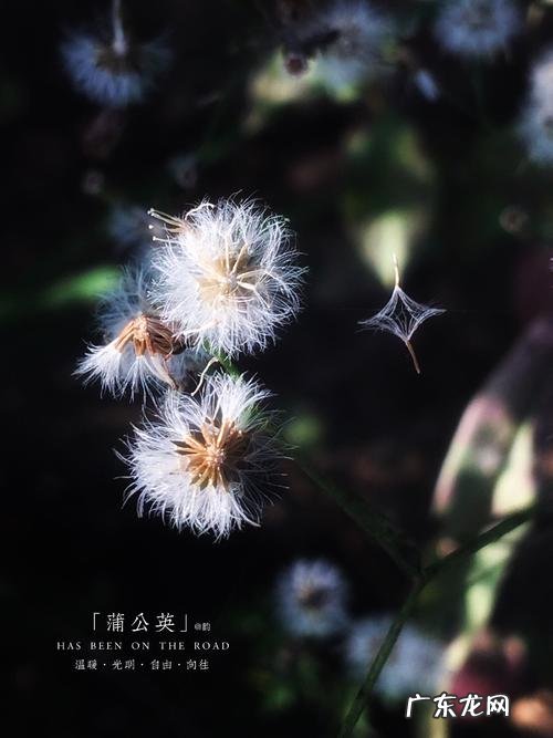 描写秋天蒲公英的优美句子 【抖音文案】秋天的蒲公英怎么描写