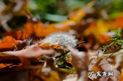 描写秋天蒲公英的优美句子 【抖音文案】秋天的蒲公英怎么描写