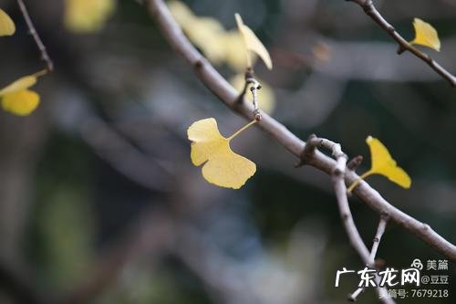 描写银杏树的佳句 【抖音文案】冬日里的银杏树描写