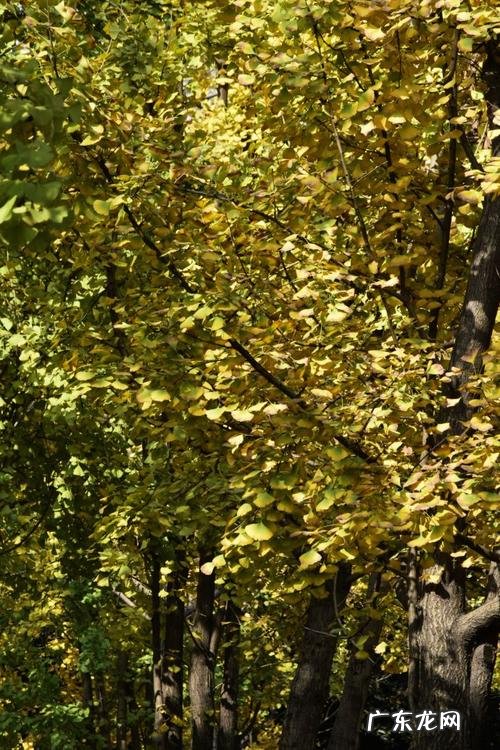 描写银杏树的佳句 【抖音文案】冬日里的银杏树描写