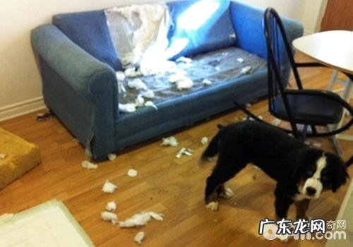 如何纠正小狗乱进食的不良习惯