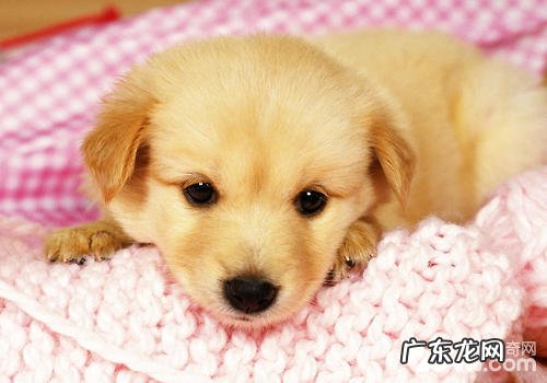 如何纠正小狗乱进食的不良习惯