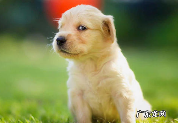 金毛狗狗口水特别多能冶疗吗