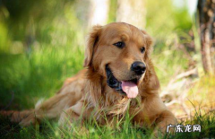 金毛狗狗口水特别多能冶疗吗