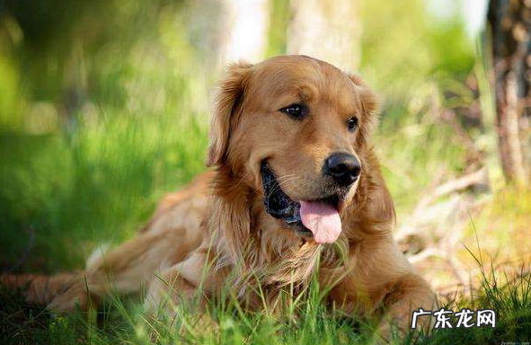 金毛狗狗口水特别多能冶疗吗