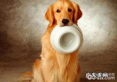 怎样训练小狗好好地就餐