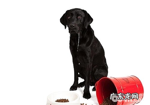 怎样训练小狗好好地就餐