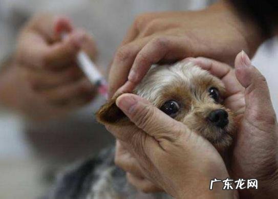 给狗狗打疫苗重视多,这好多个层面不能忽略,否则等同于白打