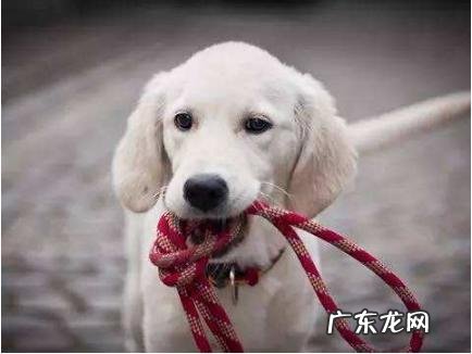 给狗狗打疫苗重视多,这好多个层面不能忽略,否则等同于白打