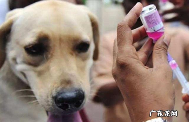 给狗狗打疫苗重视多,这好多个层面不能忽略,否则等同于白打