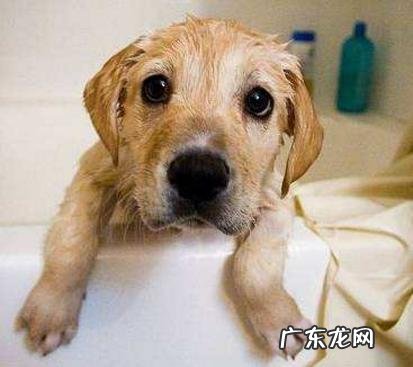 给狗狗打疫苗重视多,这好多个层面不能忽略,否则等同于白打