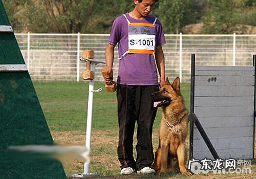 怎样训炼德牧坐、卧等基础姿势