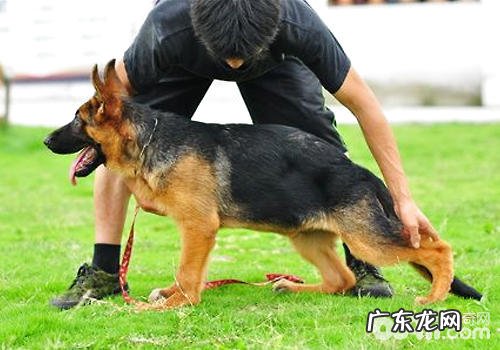 怎样训炼德牧坐、卧等基础姿势