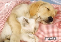 训狗的基本概念