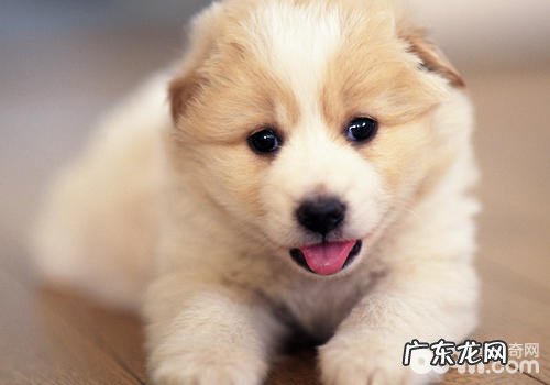 训狗的基本概念