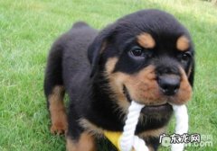 怎么让小狗越来越更紳士