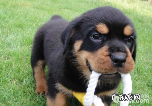 怎么让小狗越来越更紳士