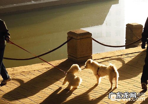 怎么让小狗越来越更紳士