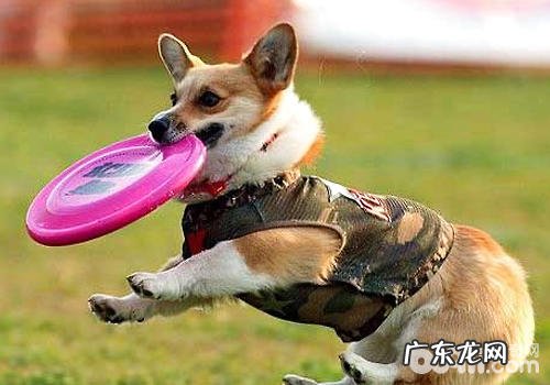 小狗身型不一样训炼方法有什么差别