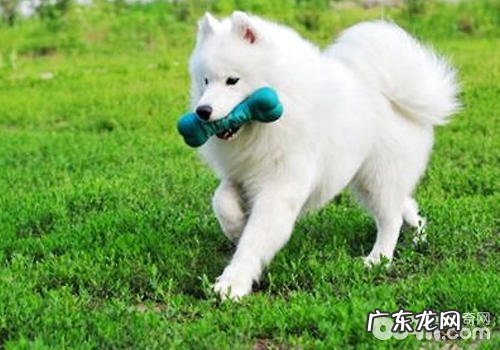 小狗身型不一样训炼方法有什么差别