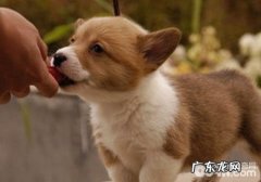 怎样运用小狗的本性