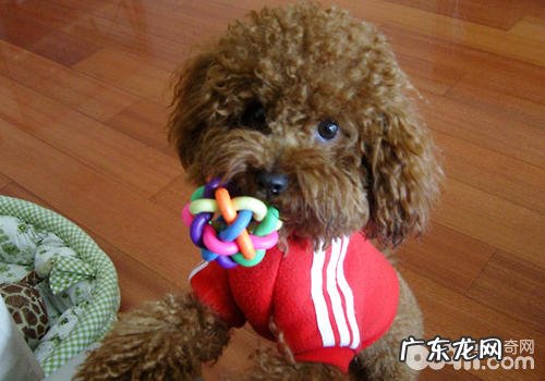 怎样运用小狗的本性