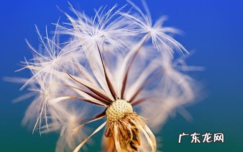 形容蒲公英的句子唯美 【抖音文案】蒲公英赞美老师的唯美句子