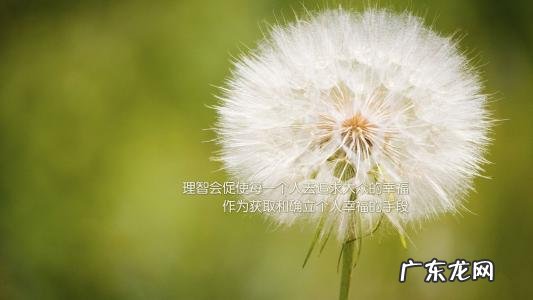 形容蒲公英的句子唯美 【抖音文案】蒲公英赞美老师的唯美句子