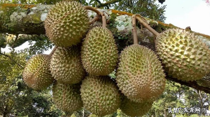 榴莲贵的4个原因 榴莲价格为什么那么贵