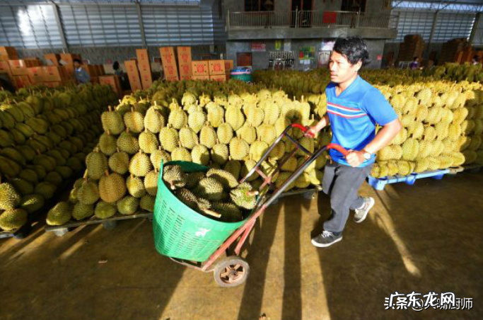 榴莲贵的4个原因 榴莲价格为什么那么贵