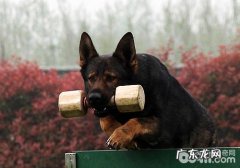 如何防止小狗激动过多