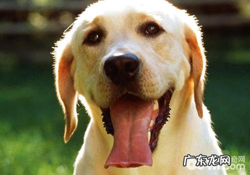 如何防止小狗激动过多