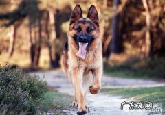 应激反应对警犬训练的危害