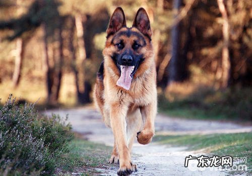 应激反应对警犬训练的危害