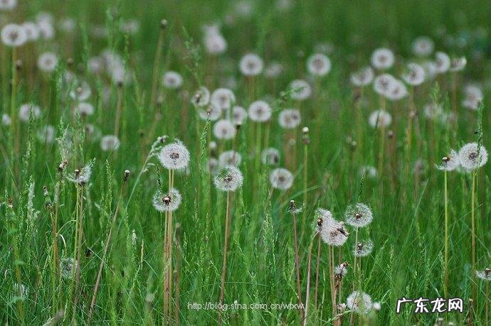 写蒲公英的句子 【抖音文案】蒲公英像什么写句子