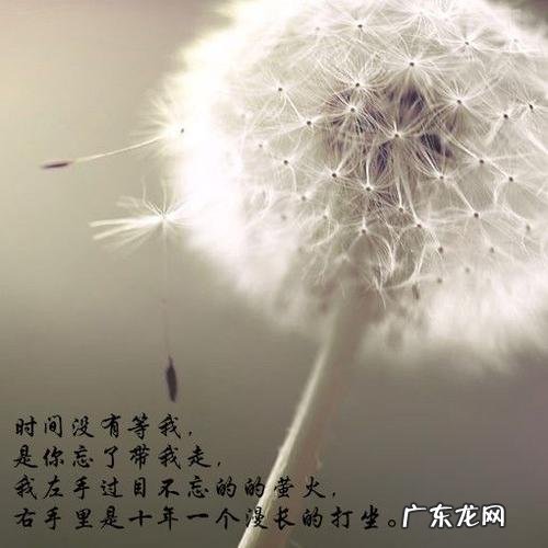 写蒲公英的句子 【抖音文案】蒲公英像什么写句子