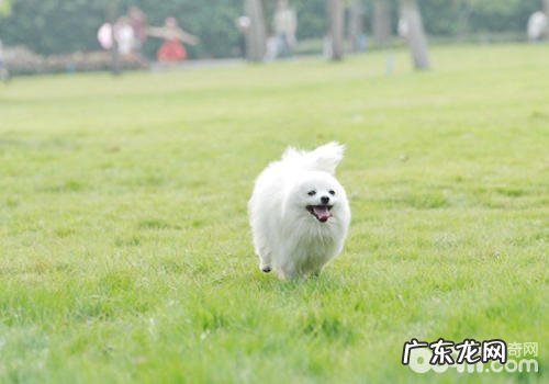 博美犬的基础训炼
