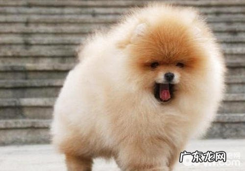 博美犬的基础训炼