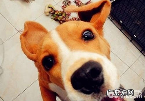 小狗普遍恶习的改正方式