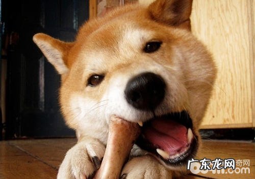 小狗普遍恶习的改正方式