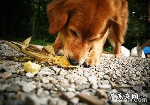 怎样搞好小狗的拒食训炼