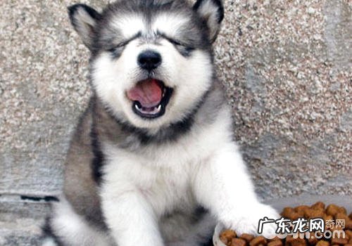 怎样搞好小狗的拒食训炼